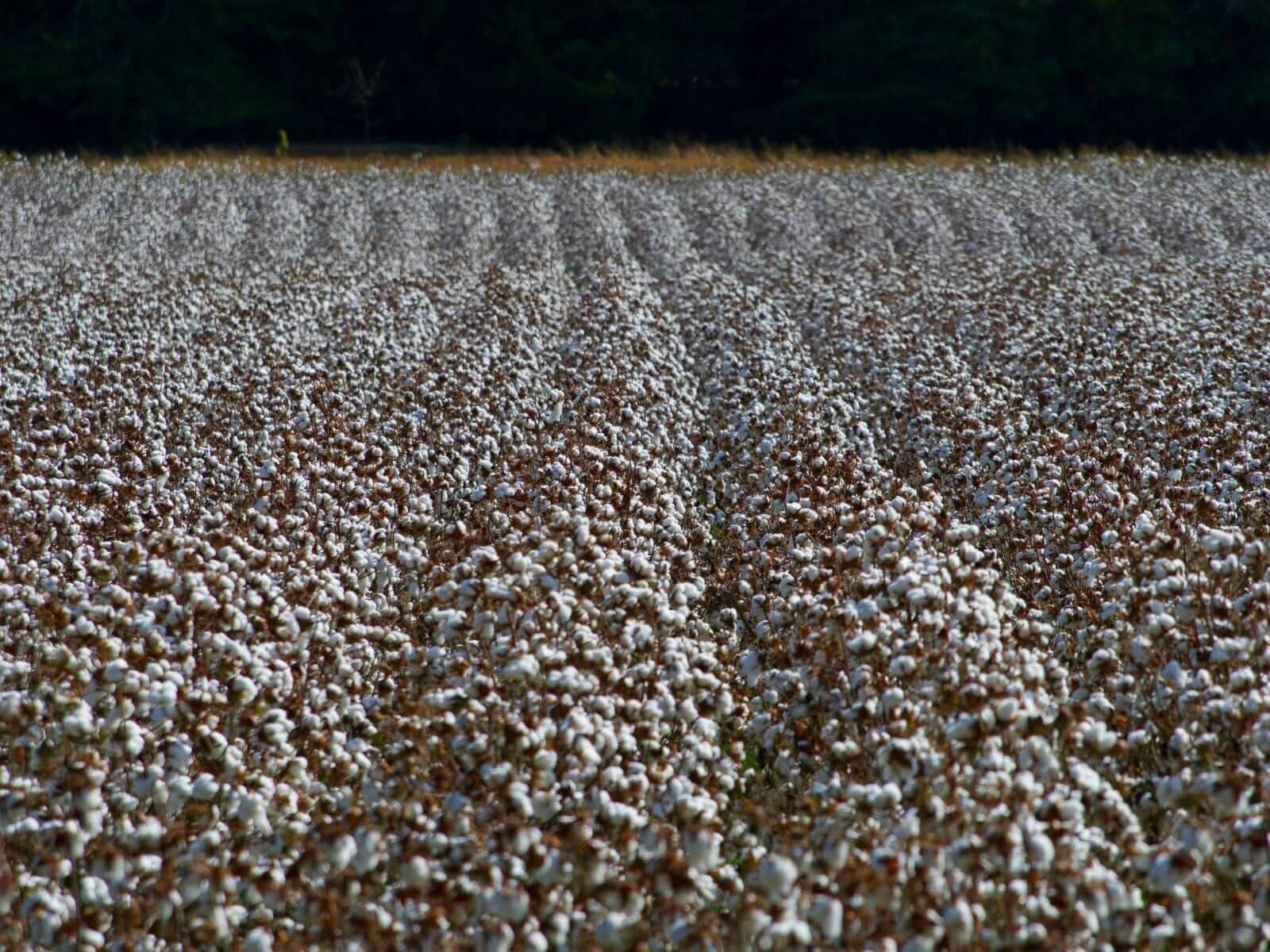 Cotton Rallies from Early Weakness to Close Higher on Monday